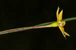 Fringed yellow star-grass